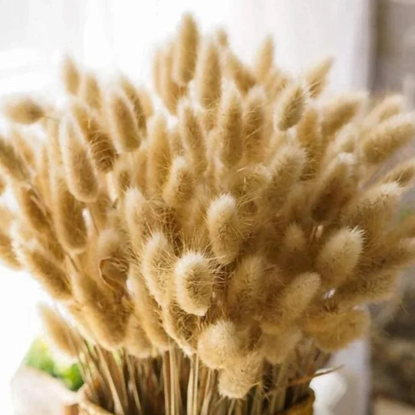 GJENG - Bouquet de fleurs séchées naturel
